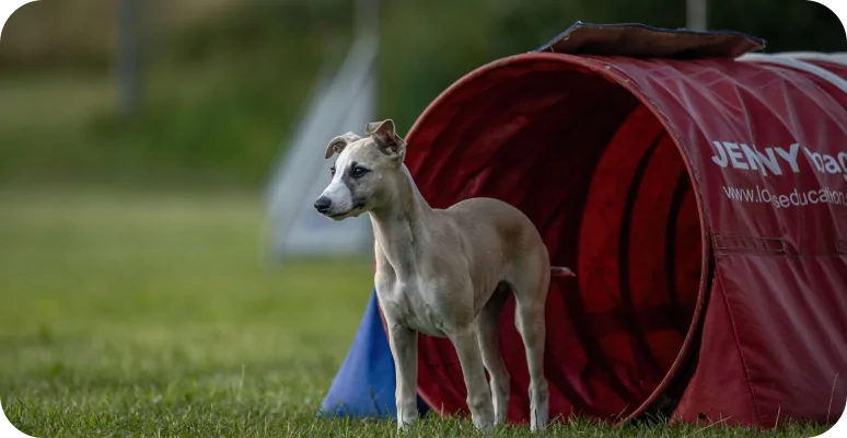 Grunden till handling